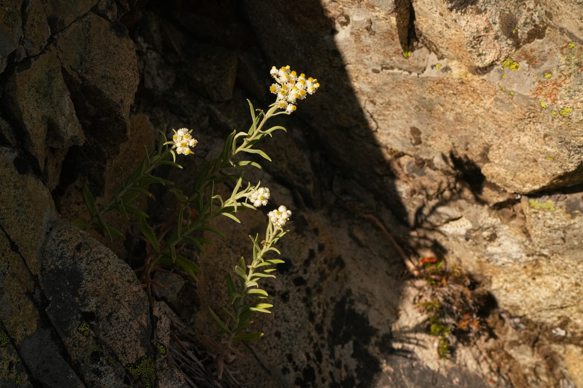 everlasting flowers