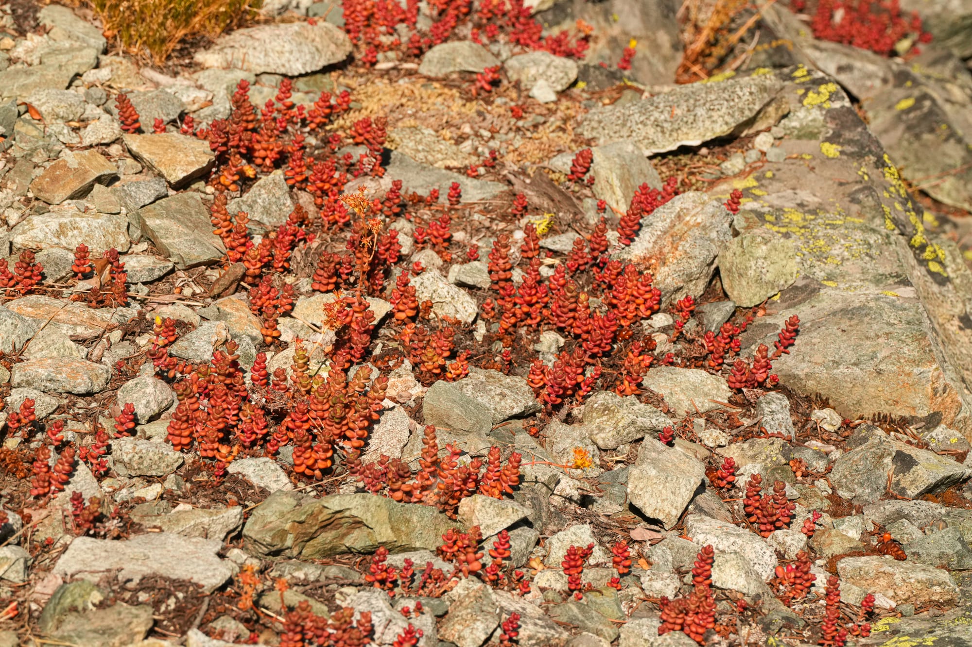 stonecrop