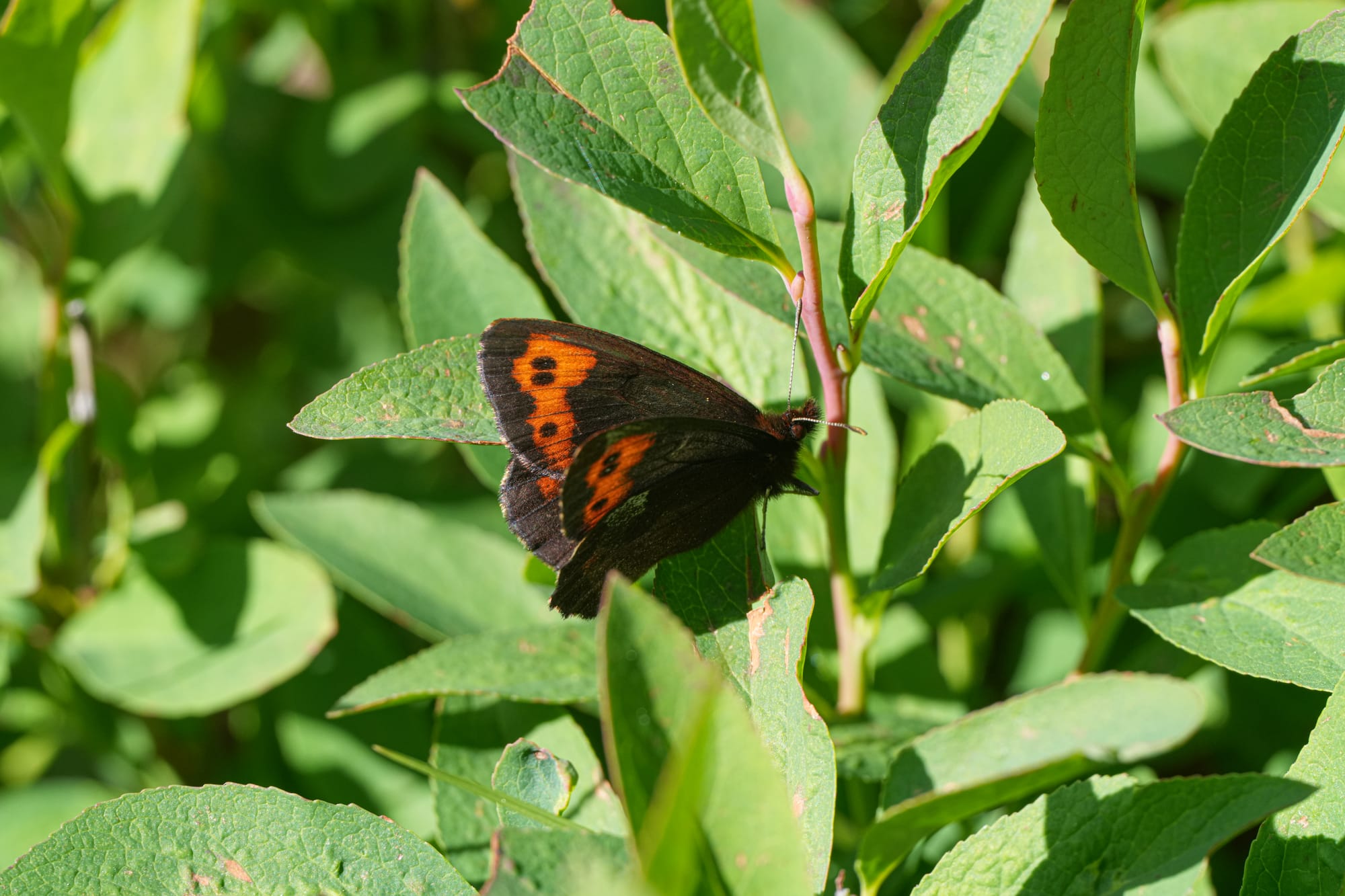 Vidler's alpine