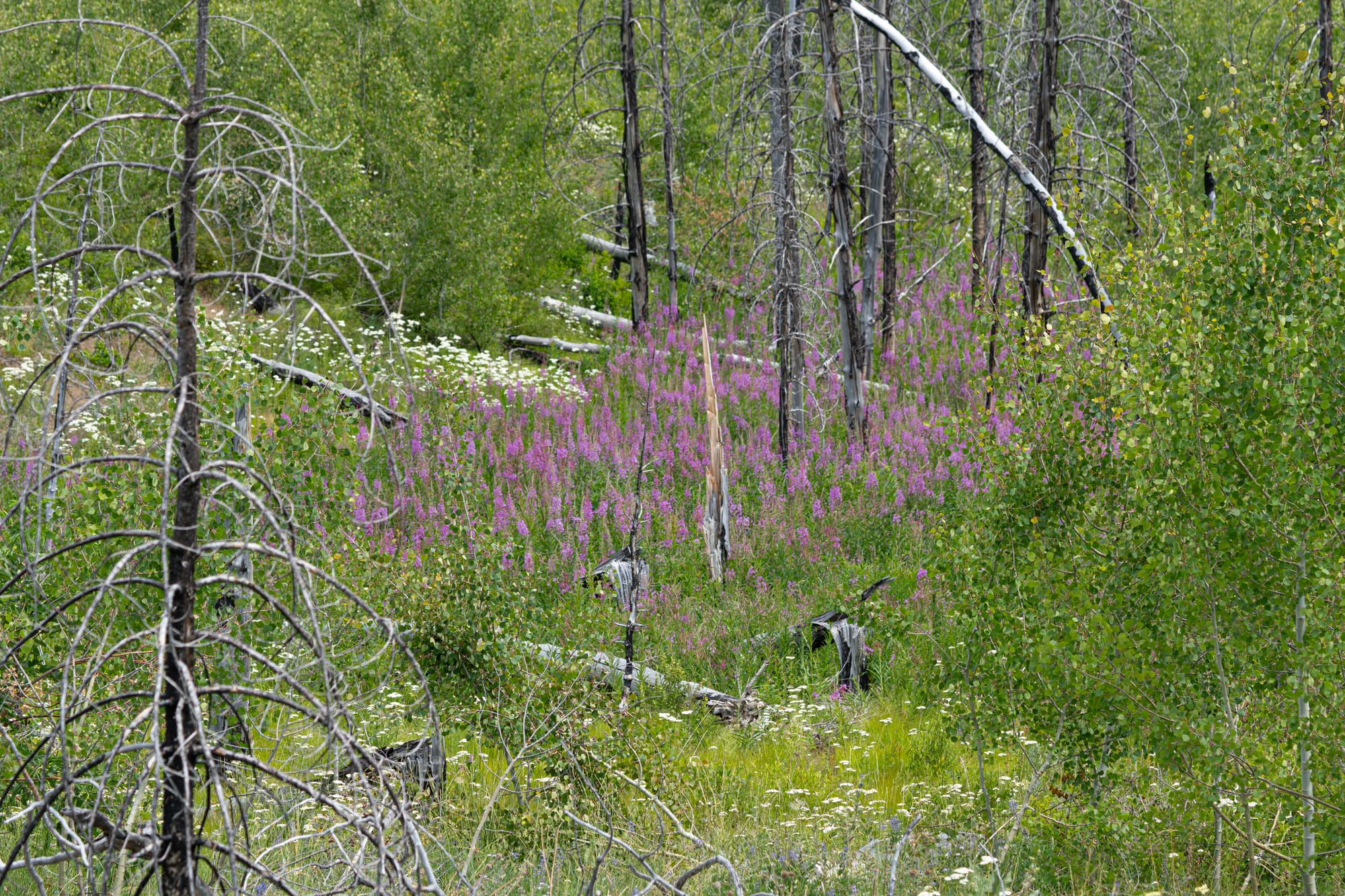 fireweed