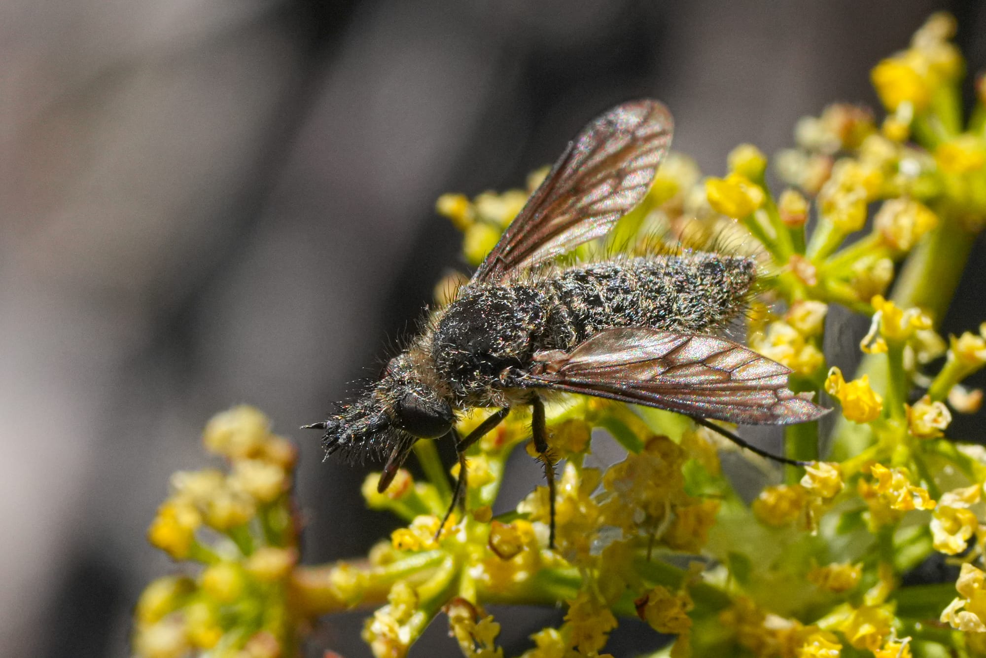 bee fly