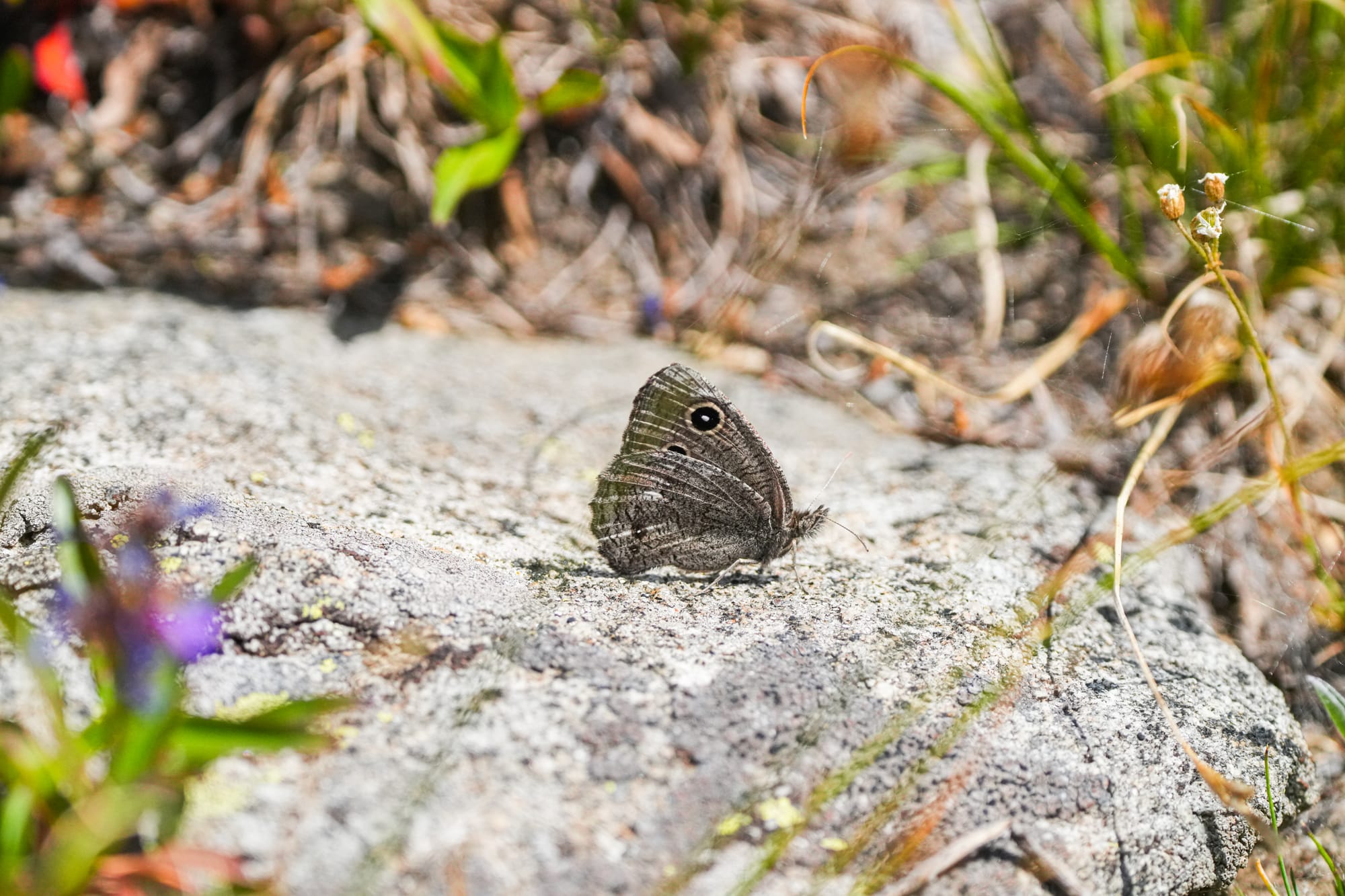 wood nymph