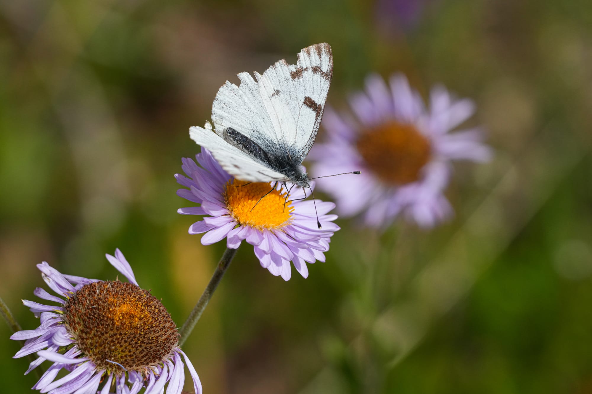 western white