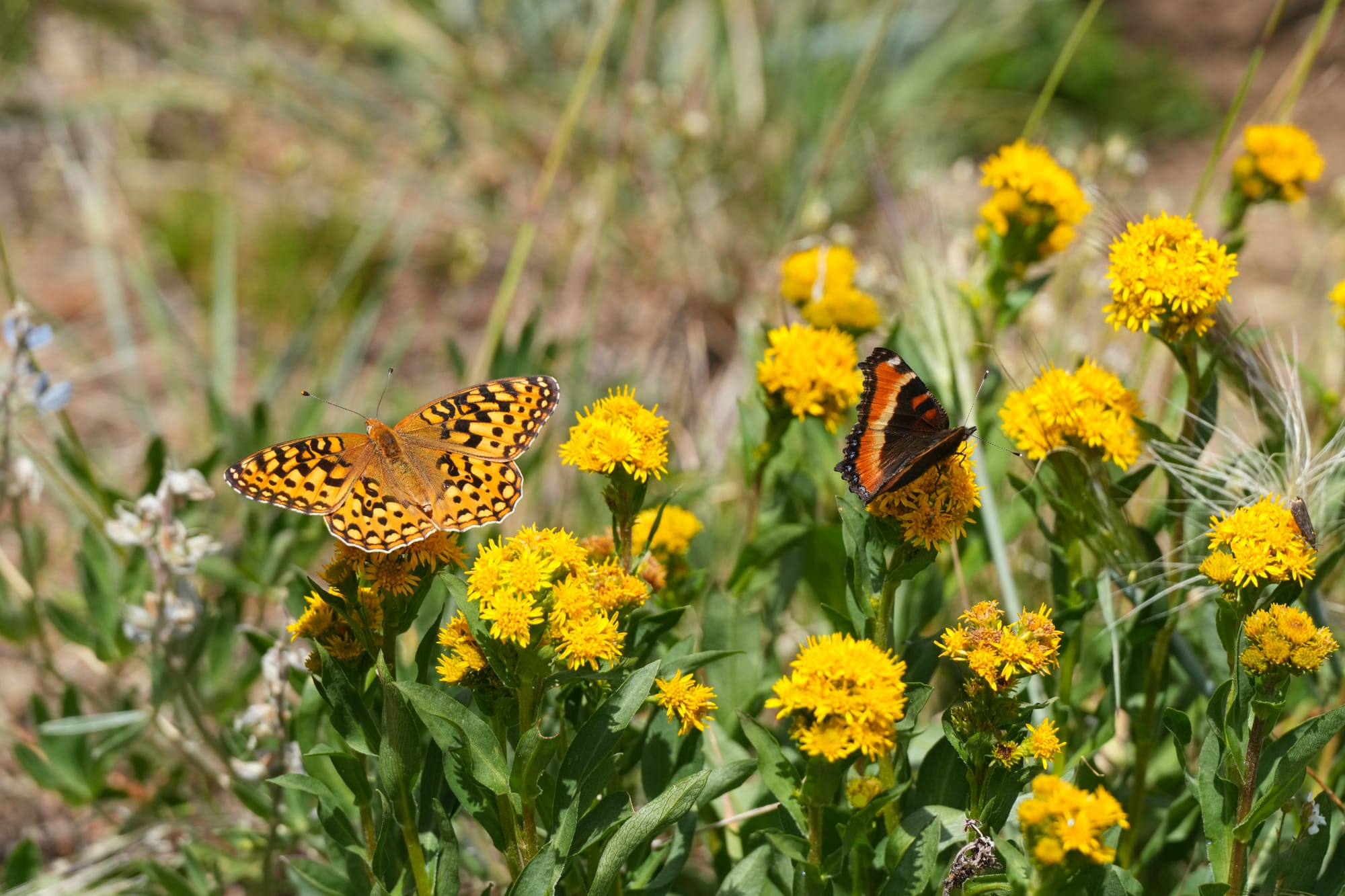 two butterflies