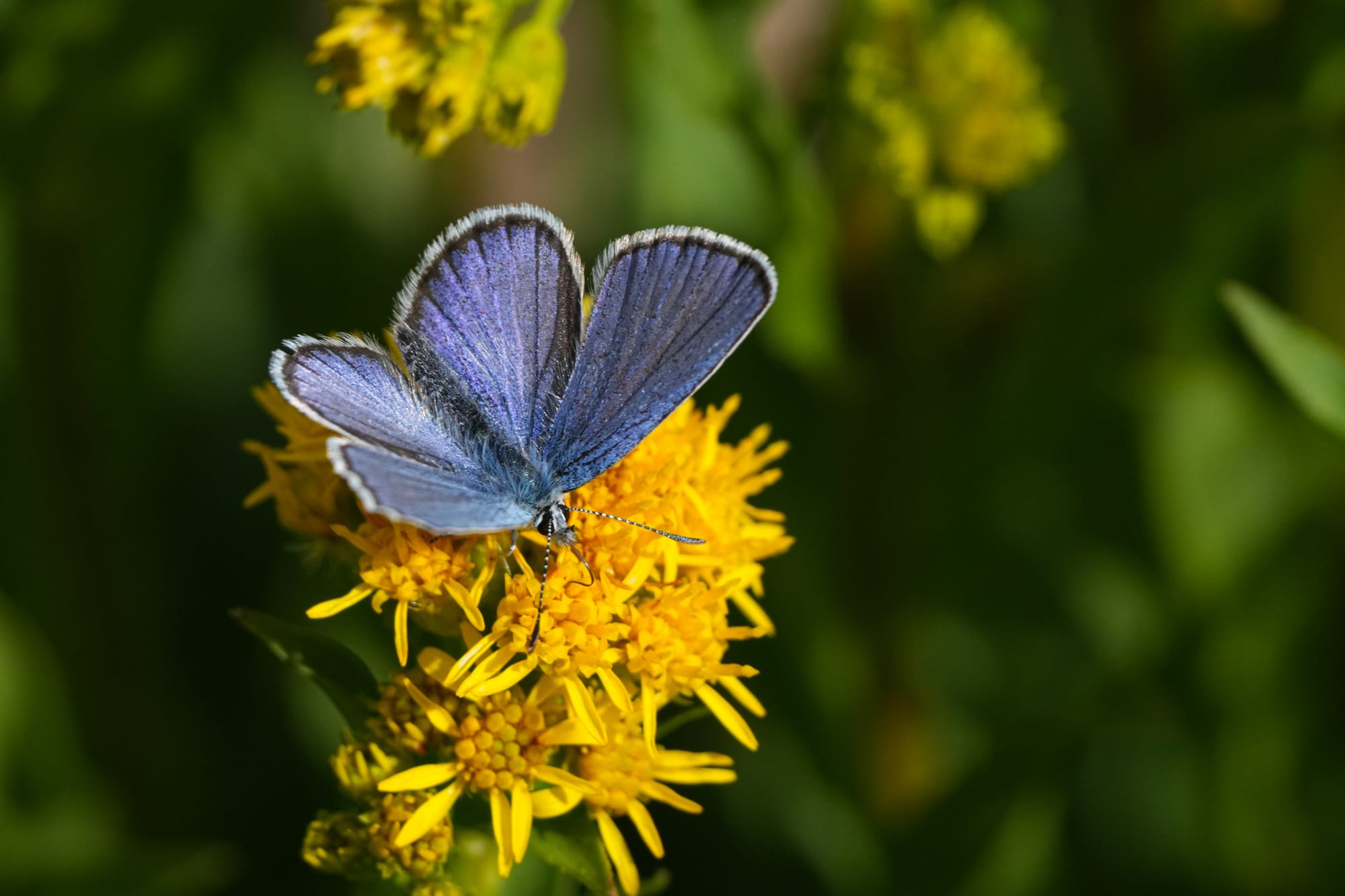 blue butterfly