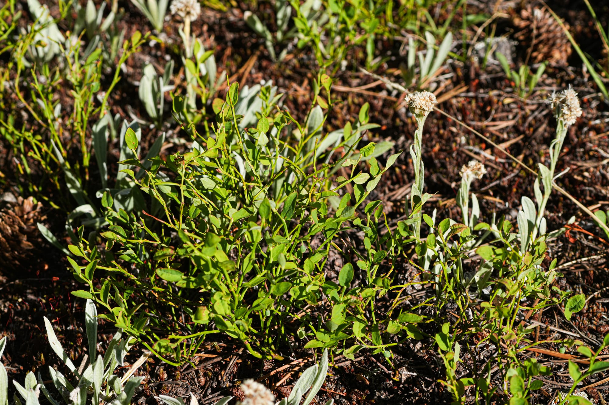 grouse whortleberry