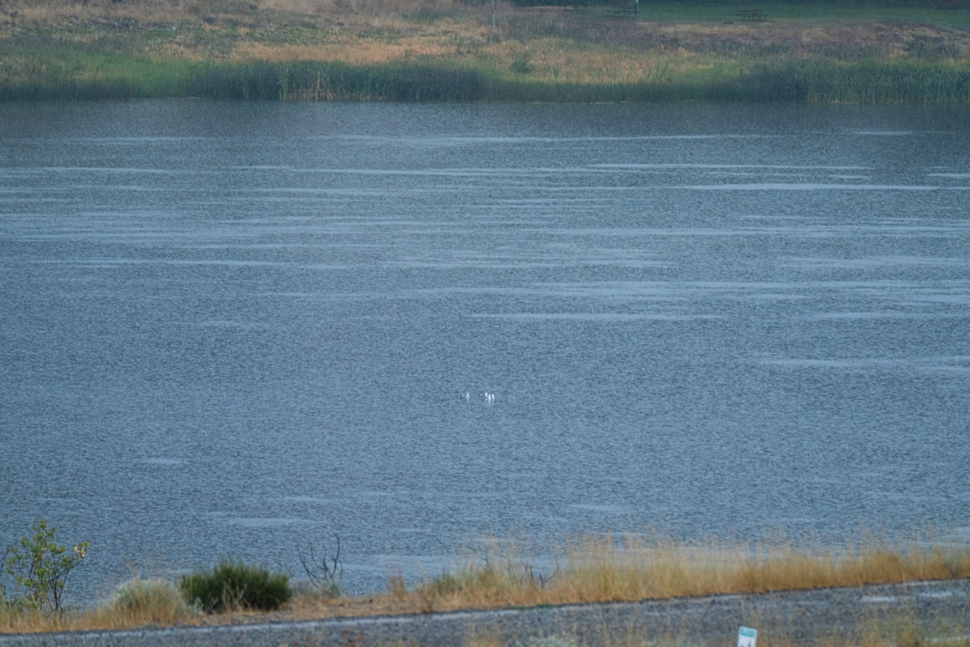 California gulls