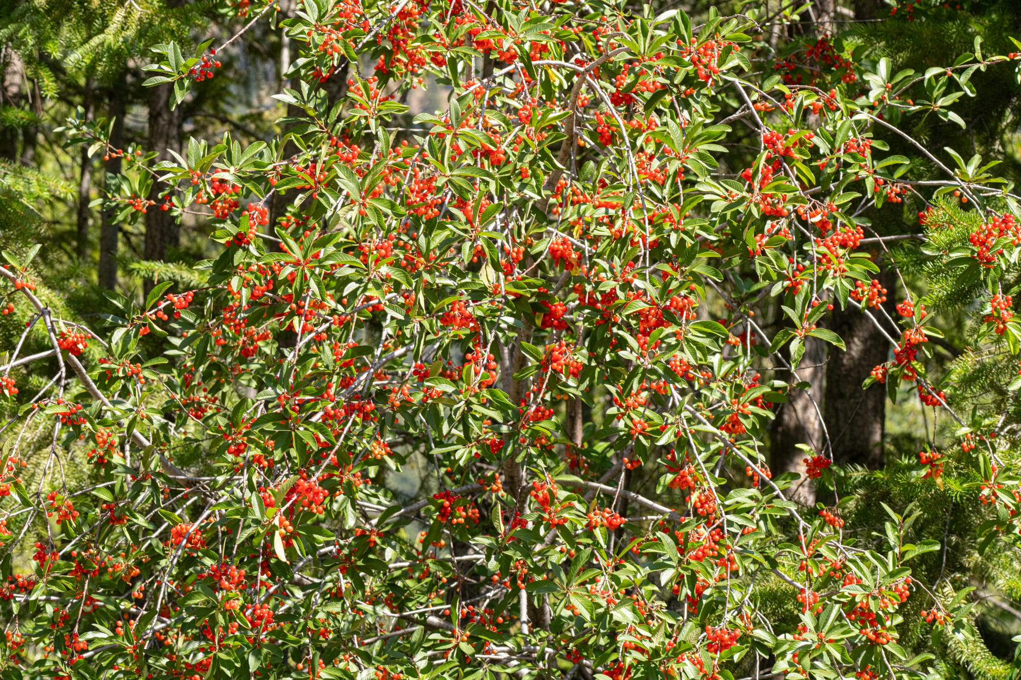 bitter cherries