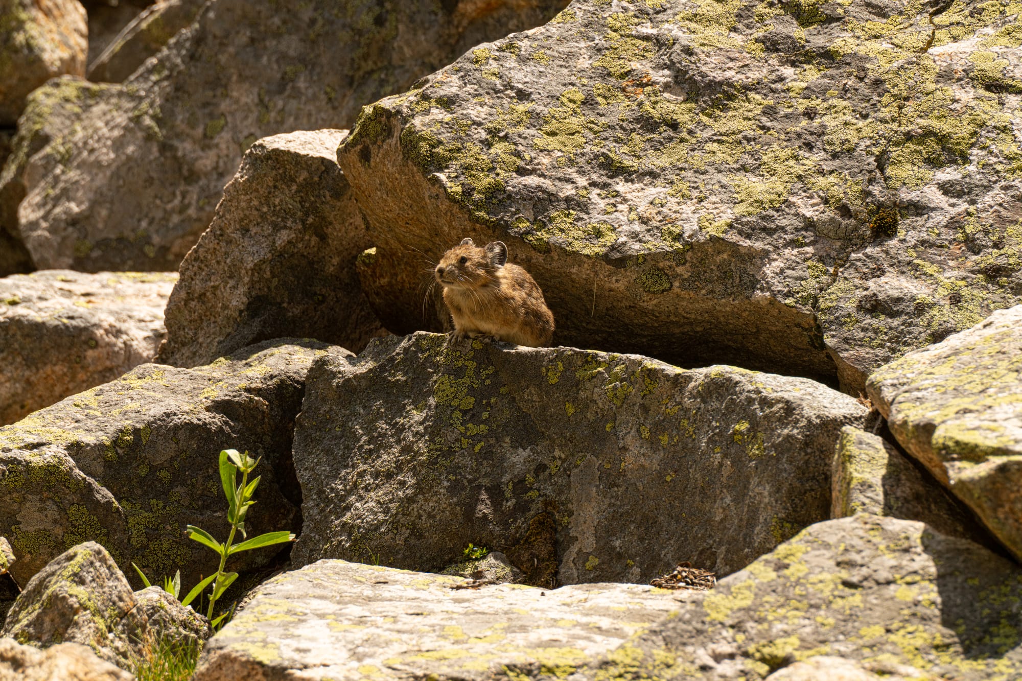 pika