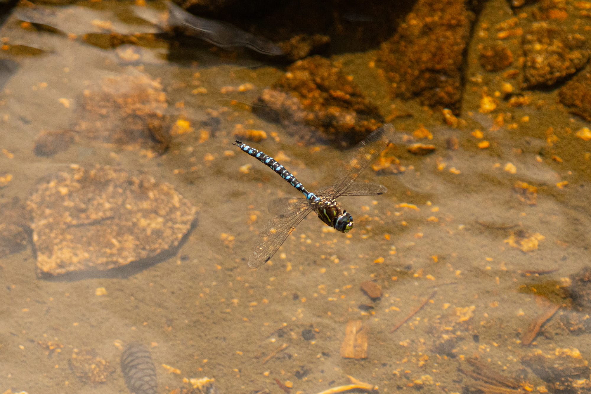 darner dragonfly