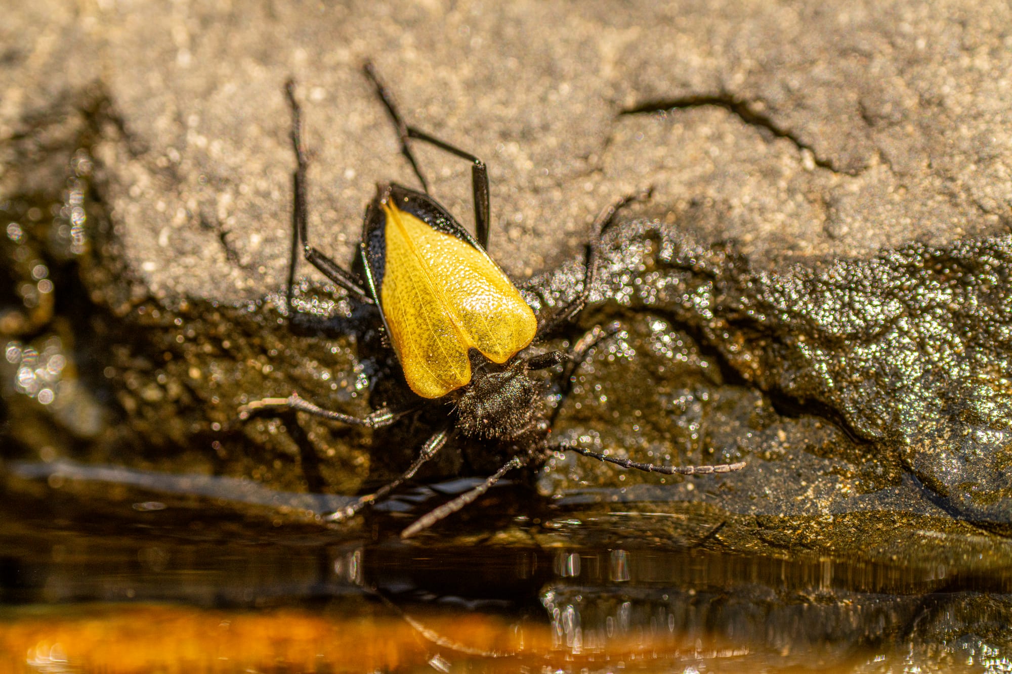 long-horned beetle
