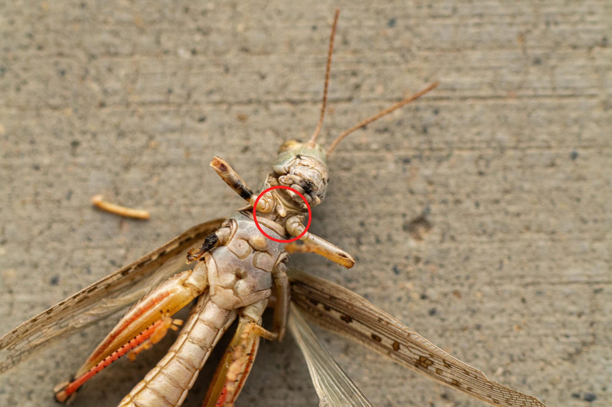 grasshopper spur