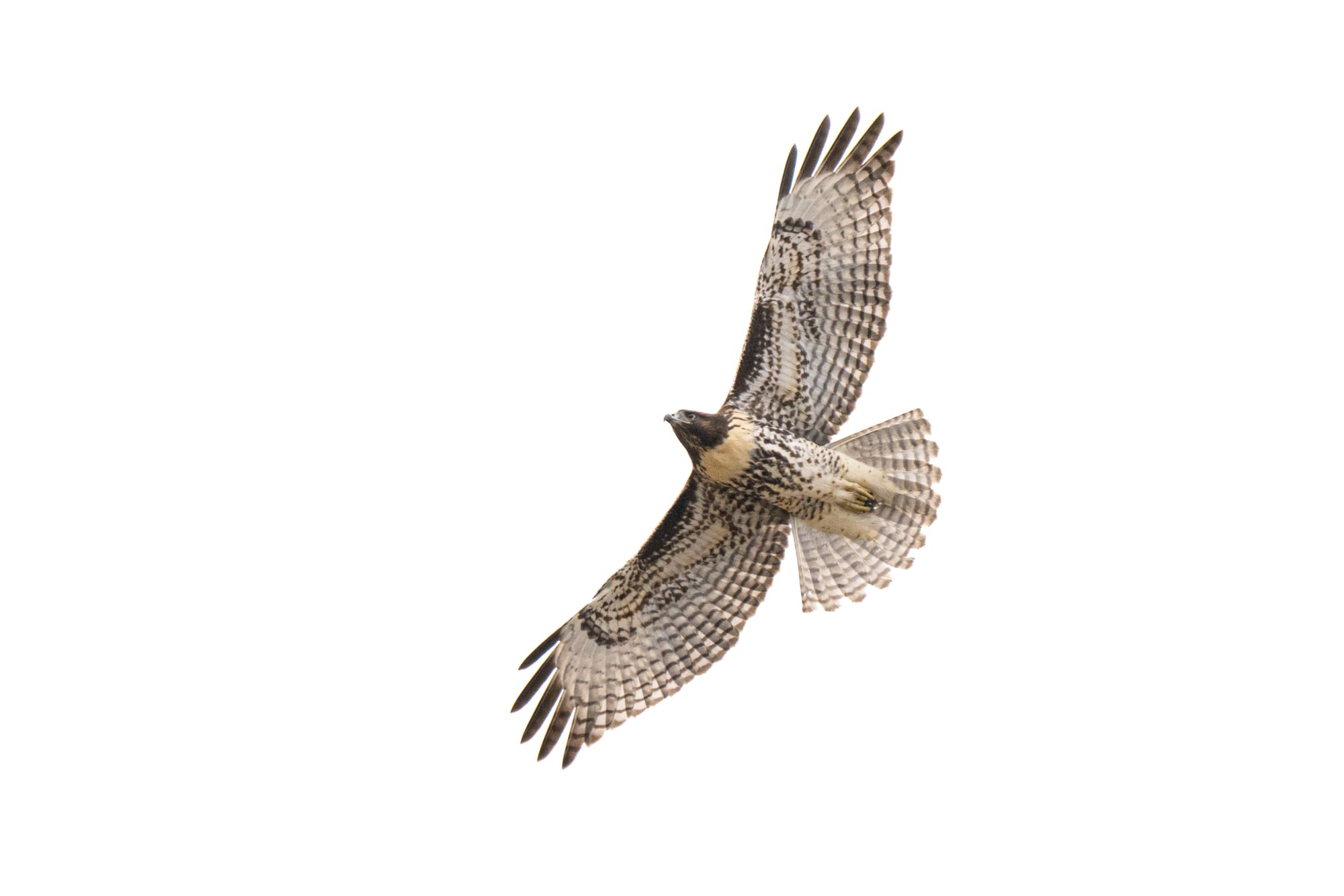 juvenile red-tailed hawk