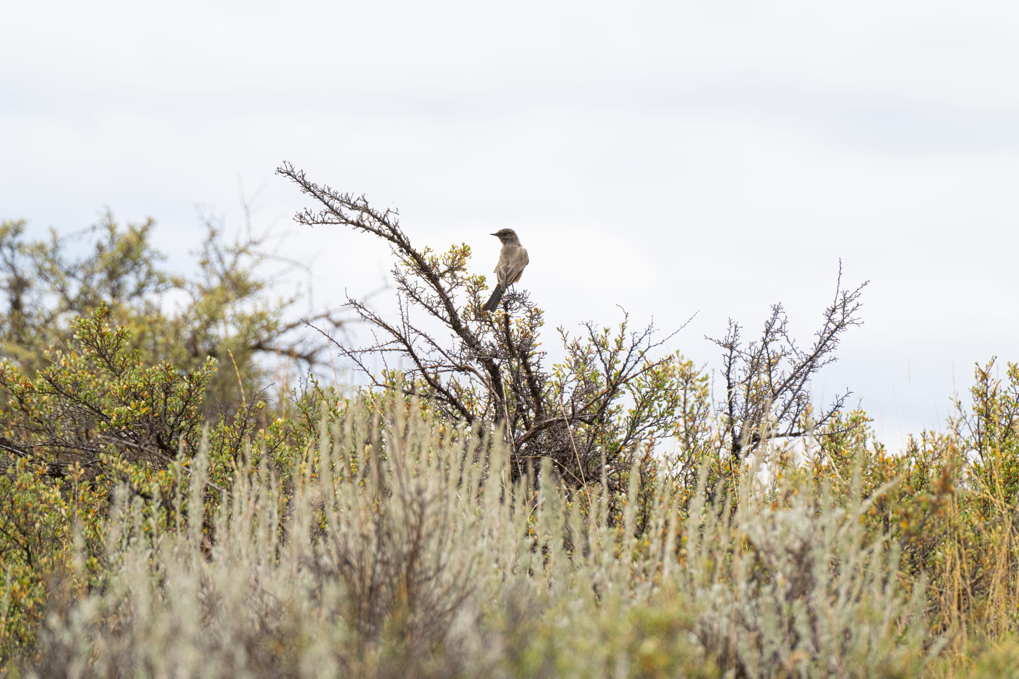 Say's phoebe