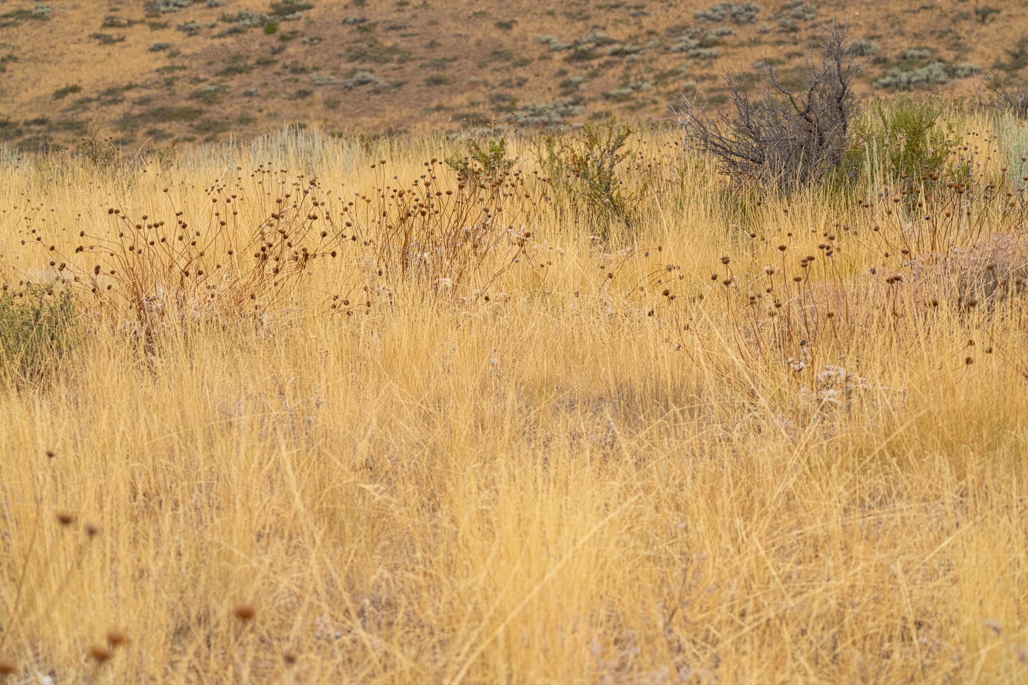 dried grasses