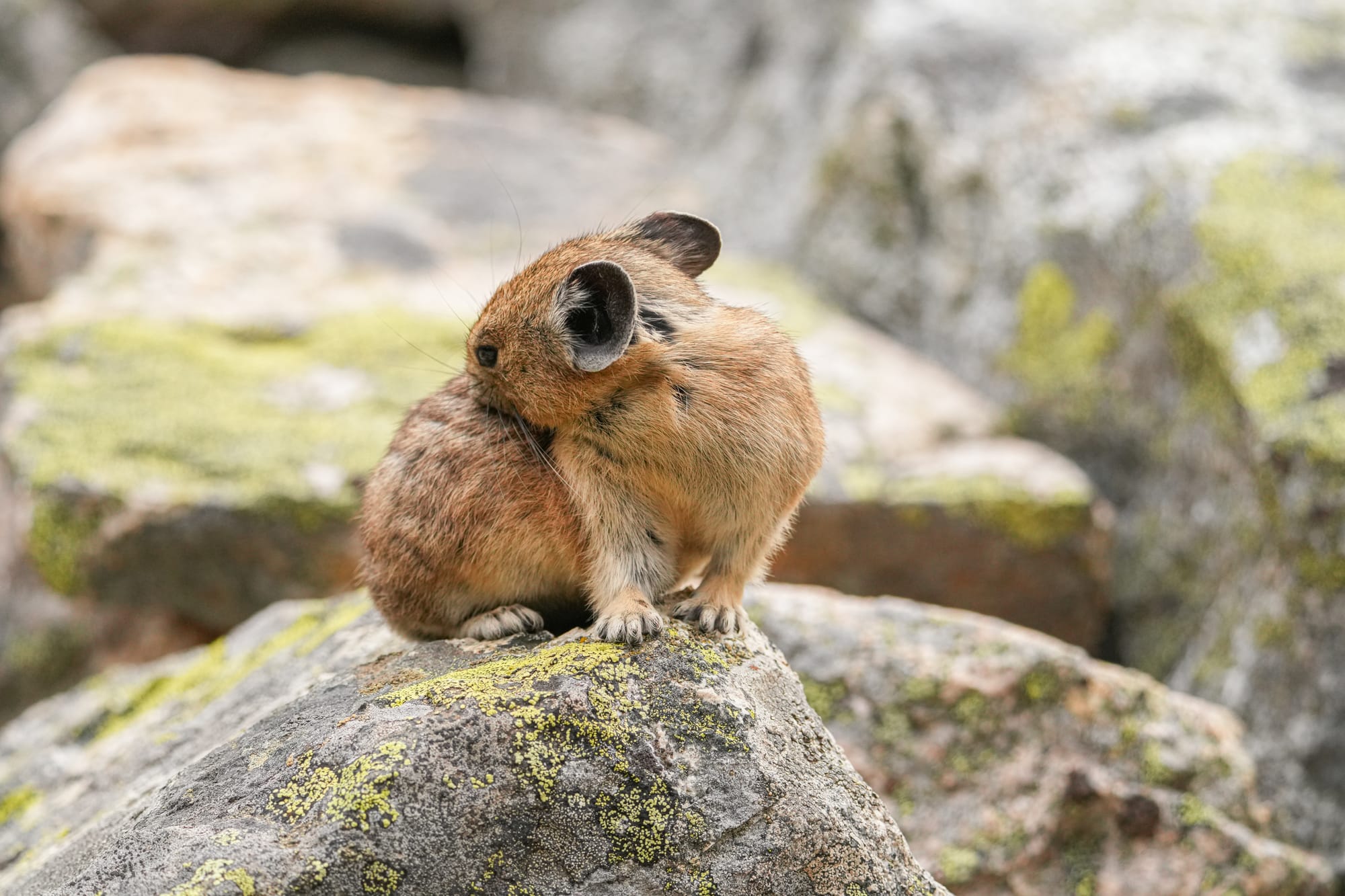 pika