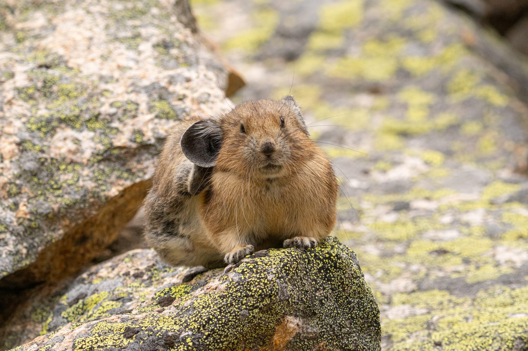 pika