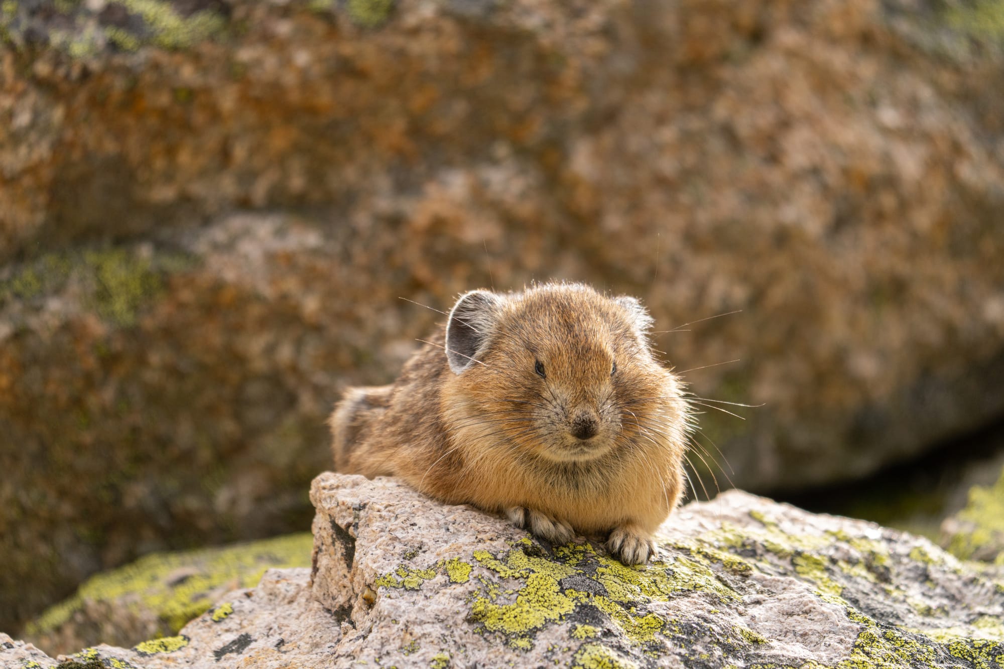 pika