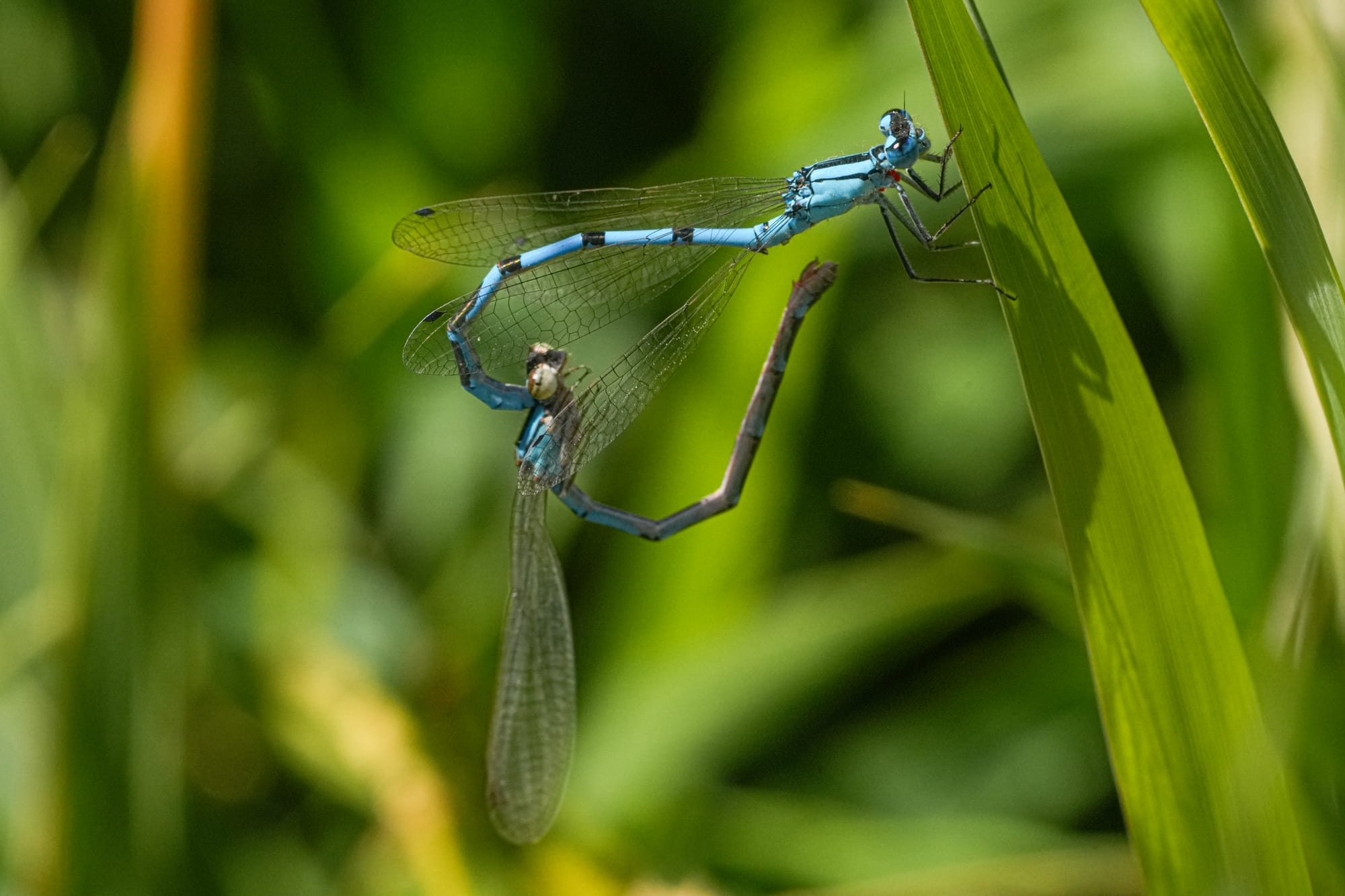bluets
