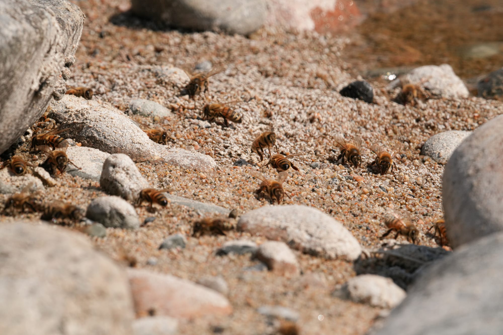 honeybees