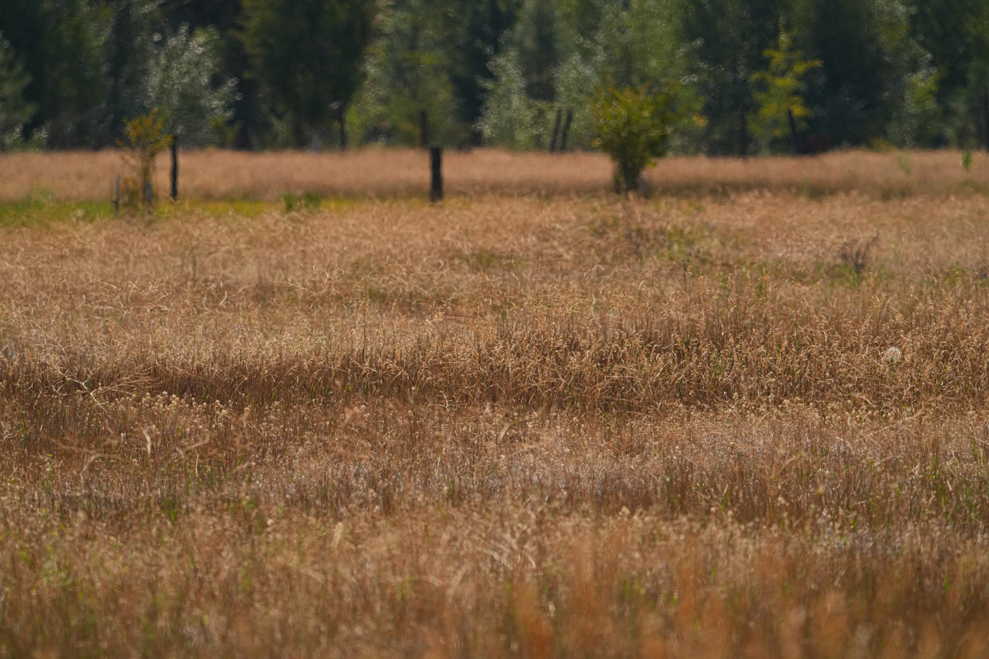 dried grasses