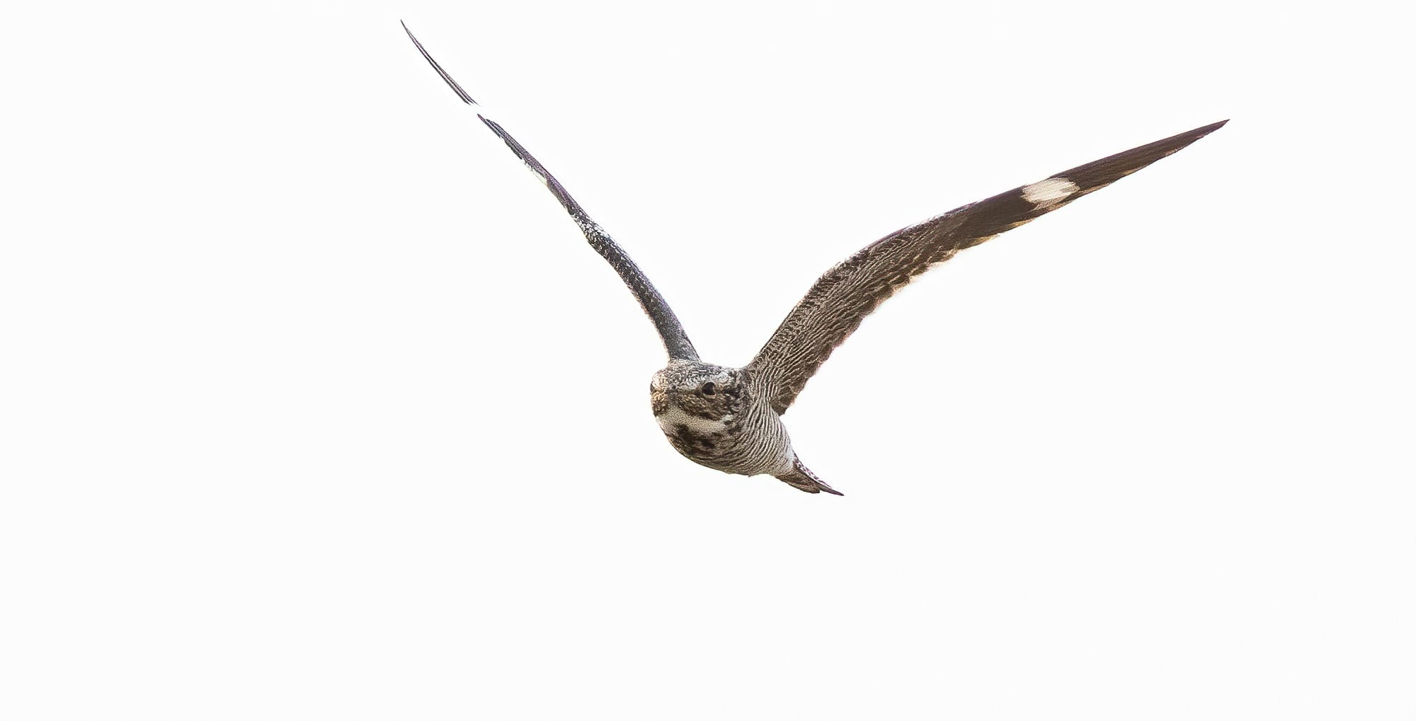common nighthawk