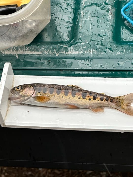 rainbow trout