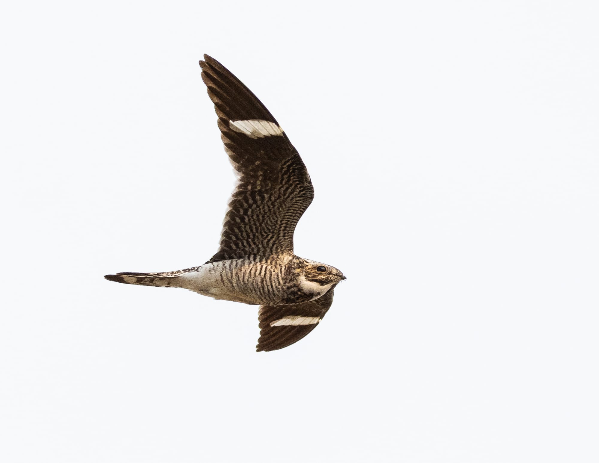 common nighthawk