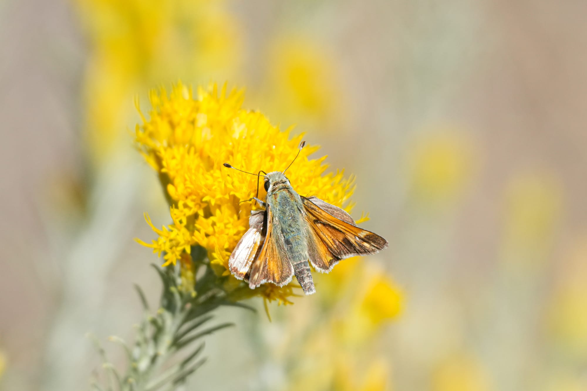 skipper