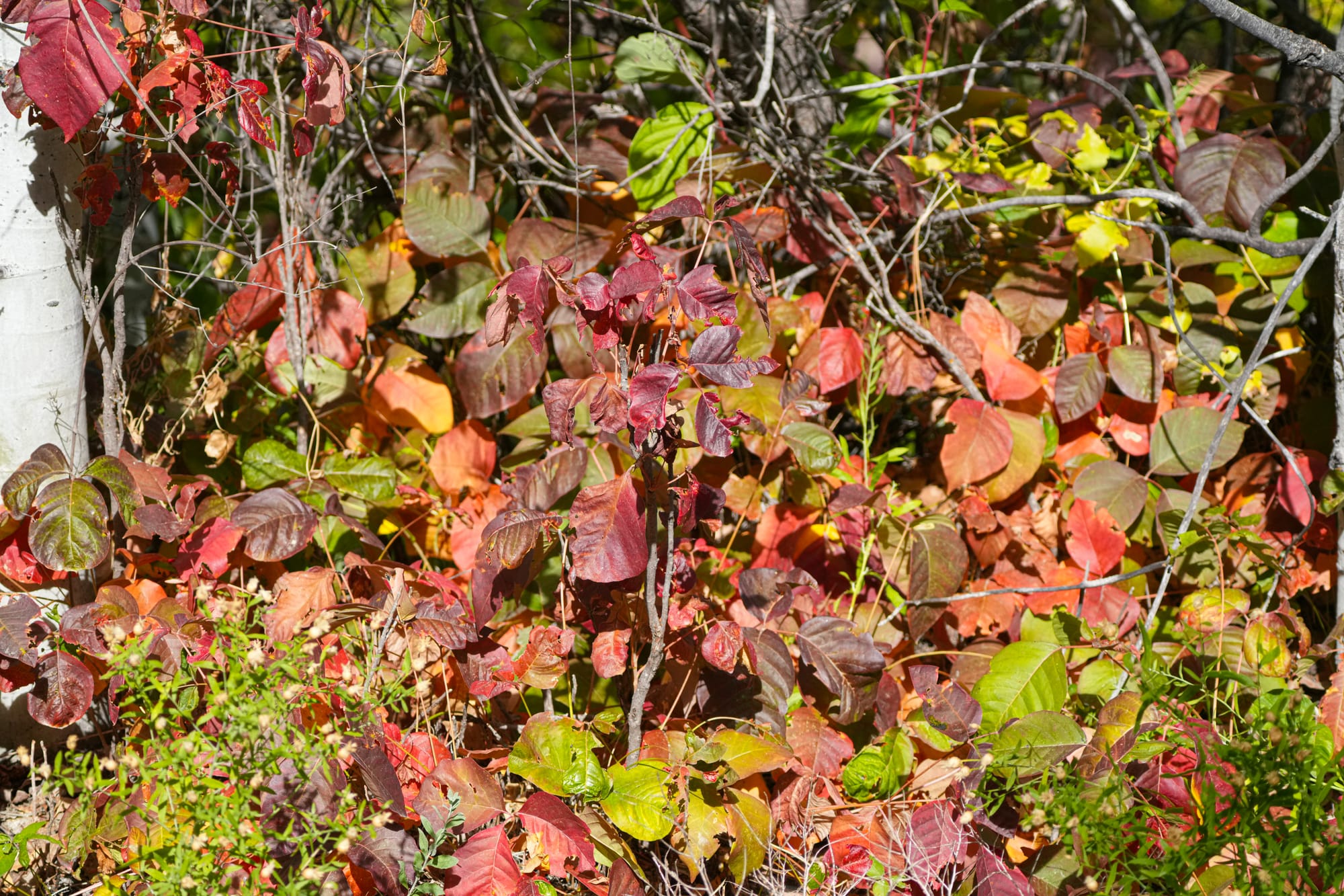 poison ivy