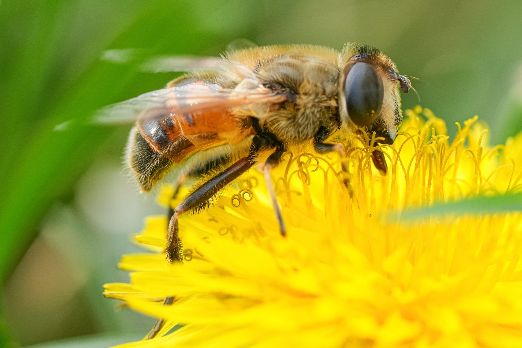 fly