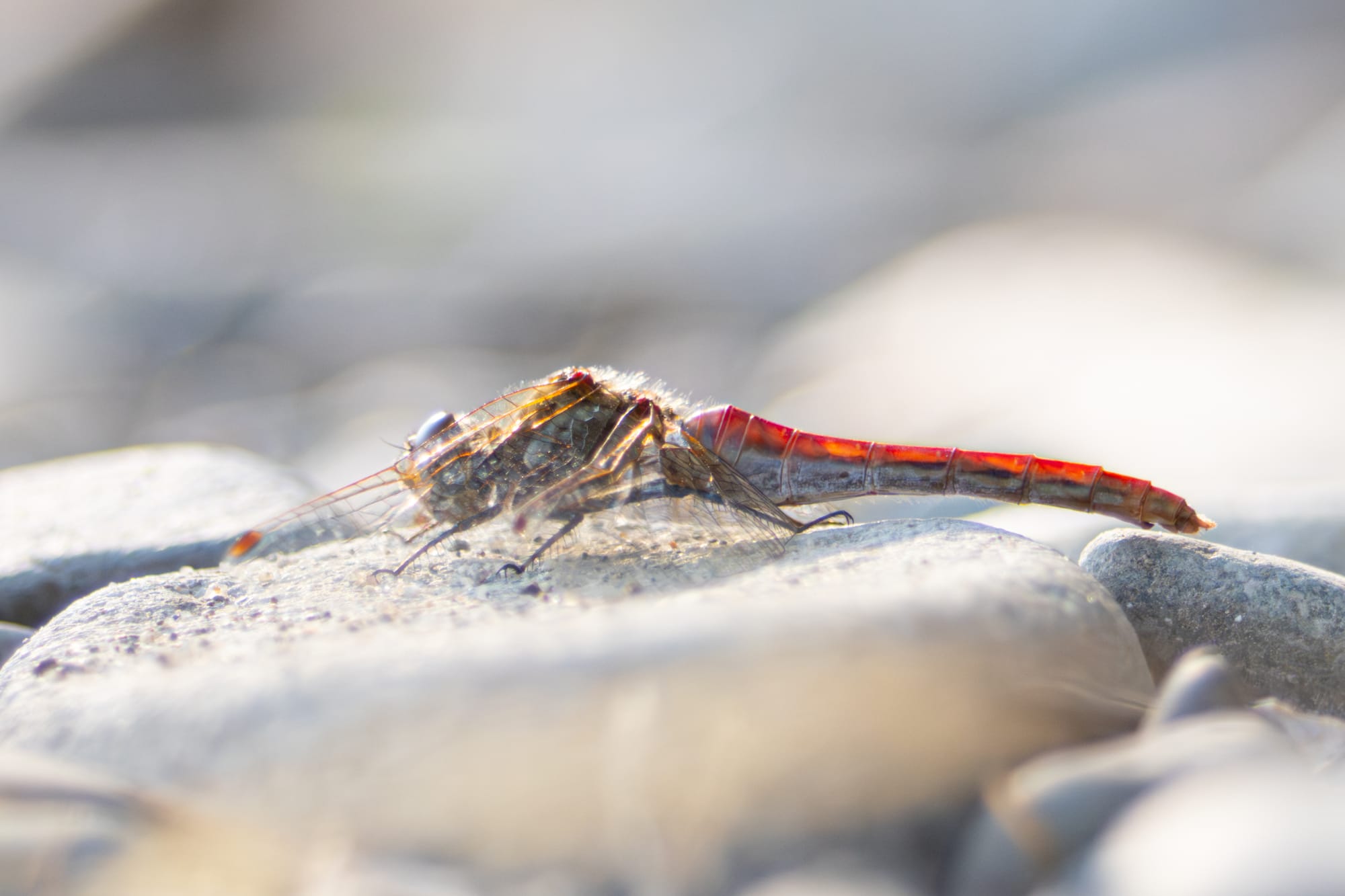 dragonfly