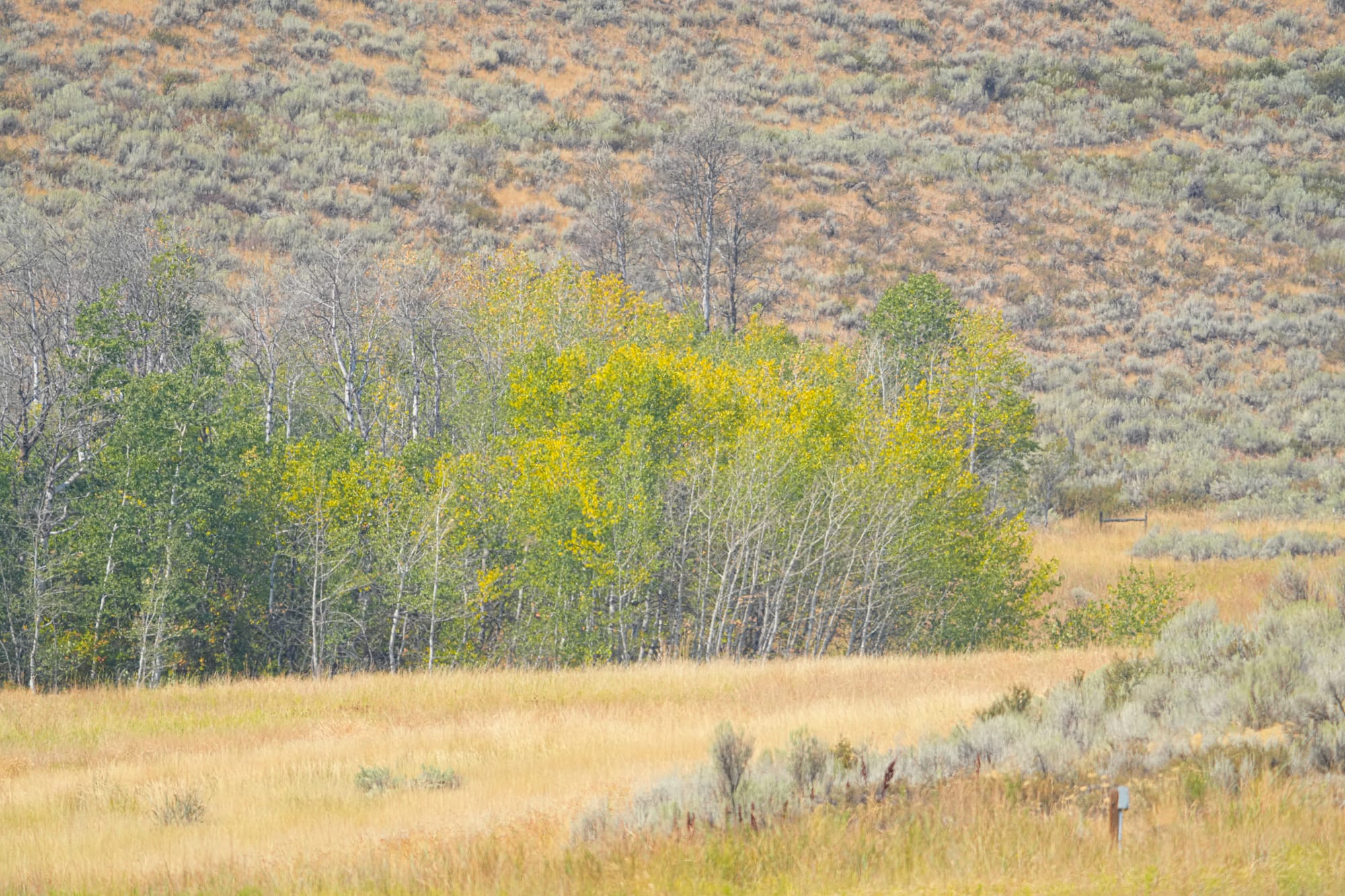 aspens