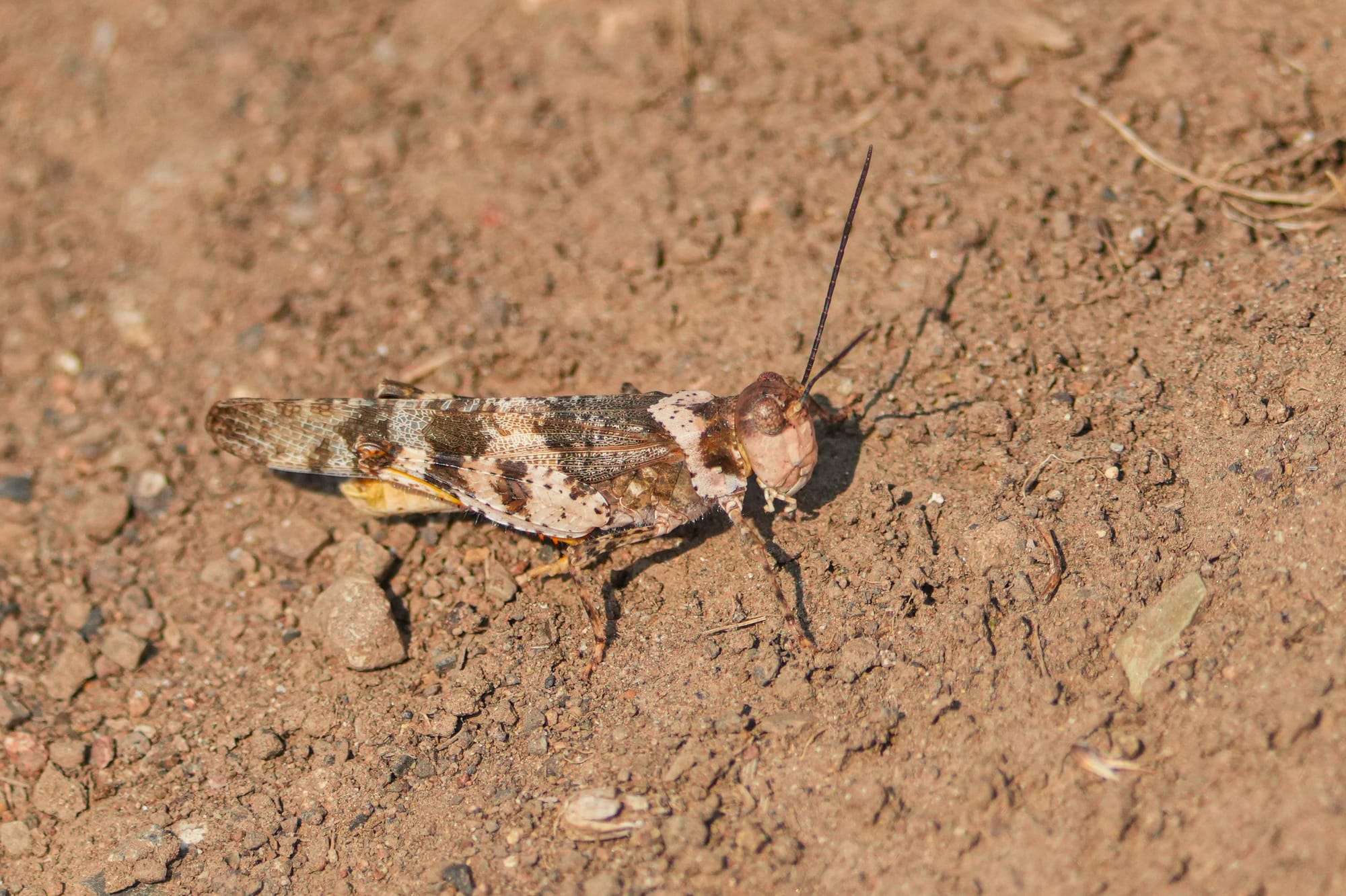 grasshopper