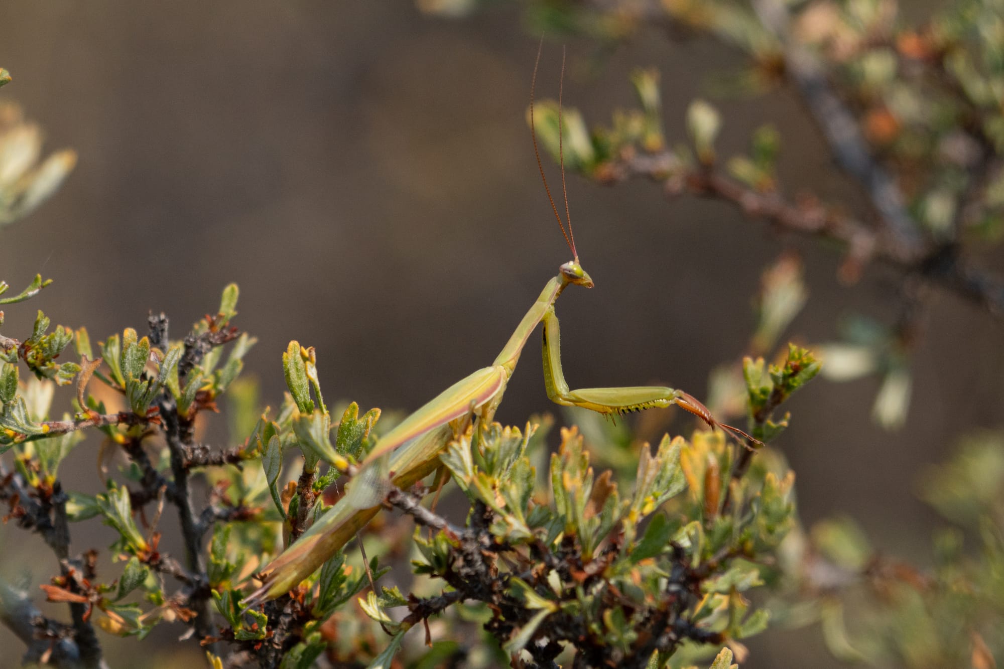 praying mantis