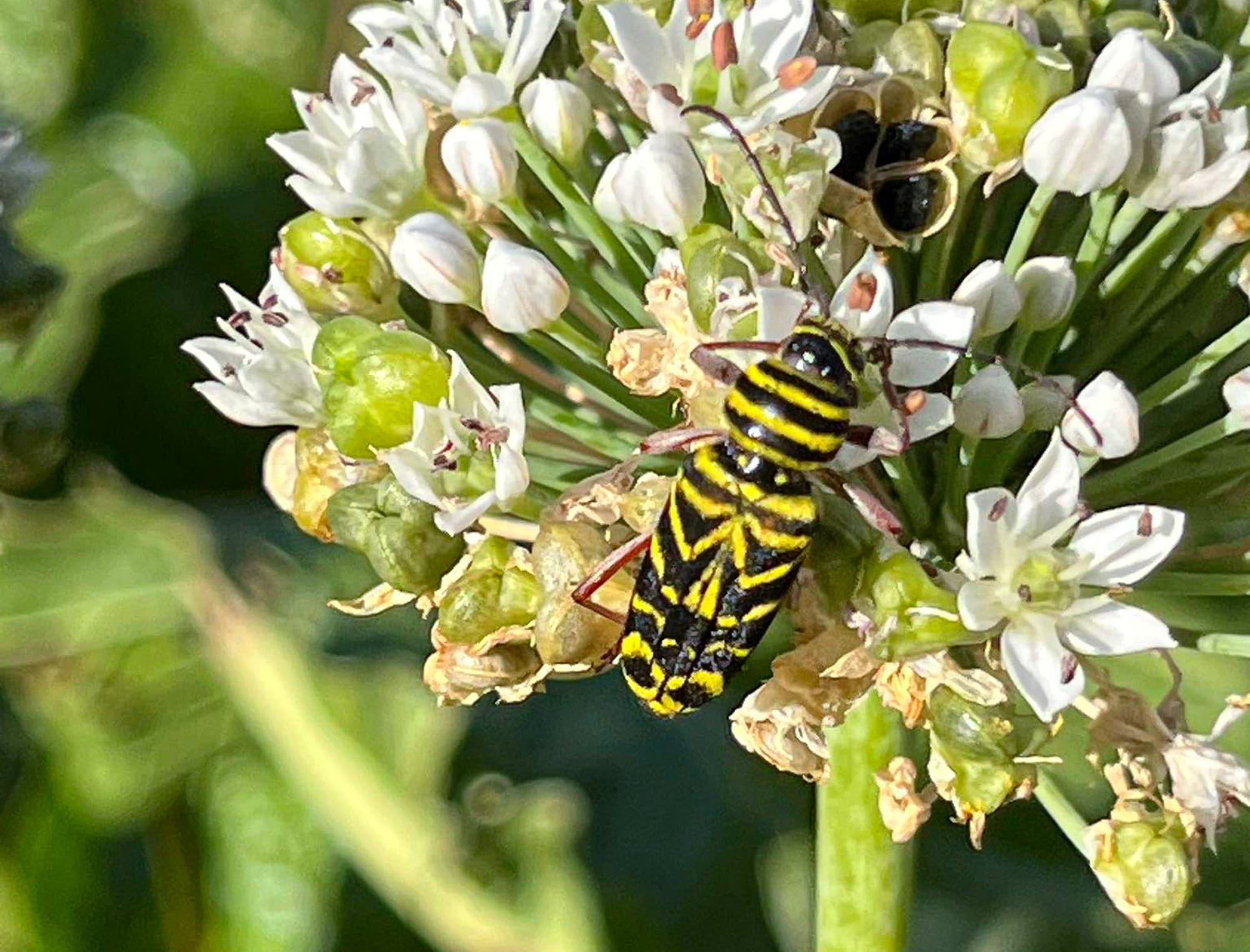 locust borer