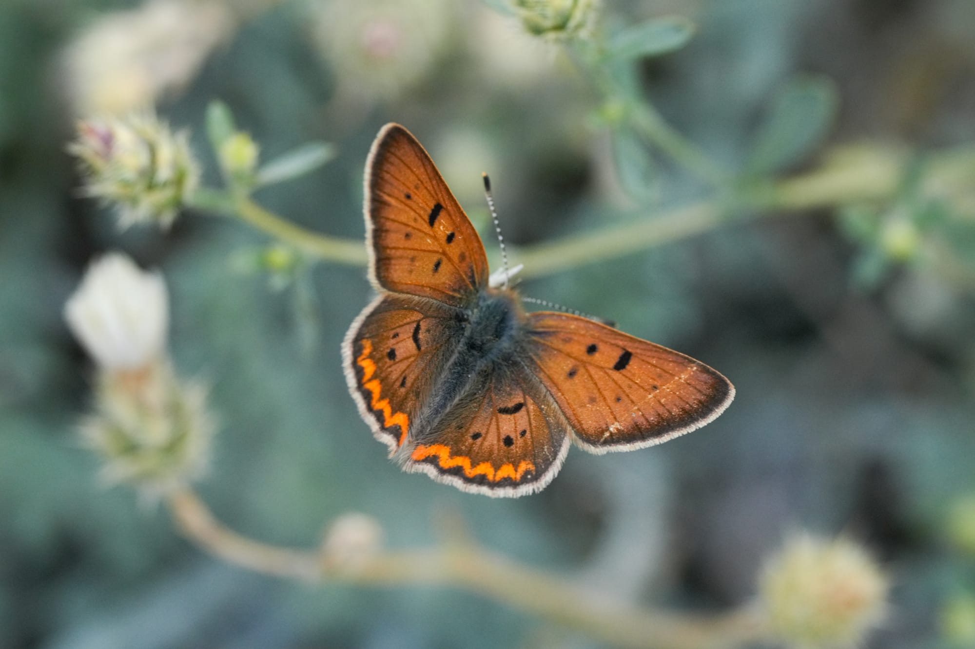 purplish copper