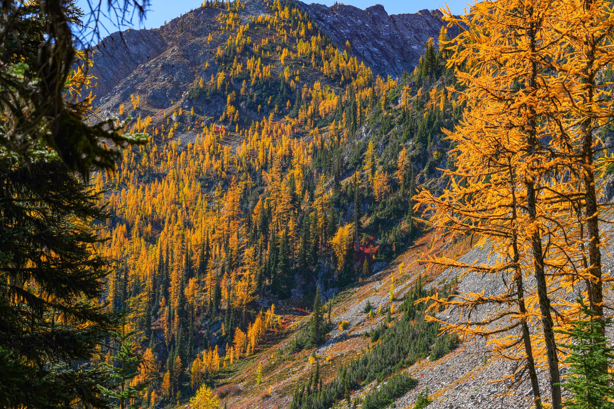 larches