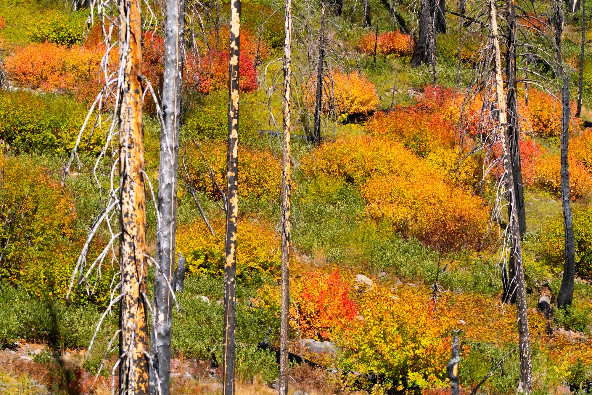fall colors