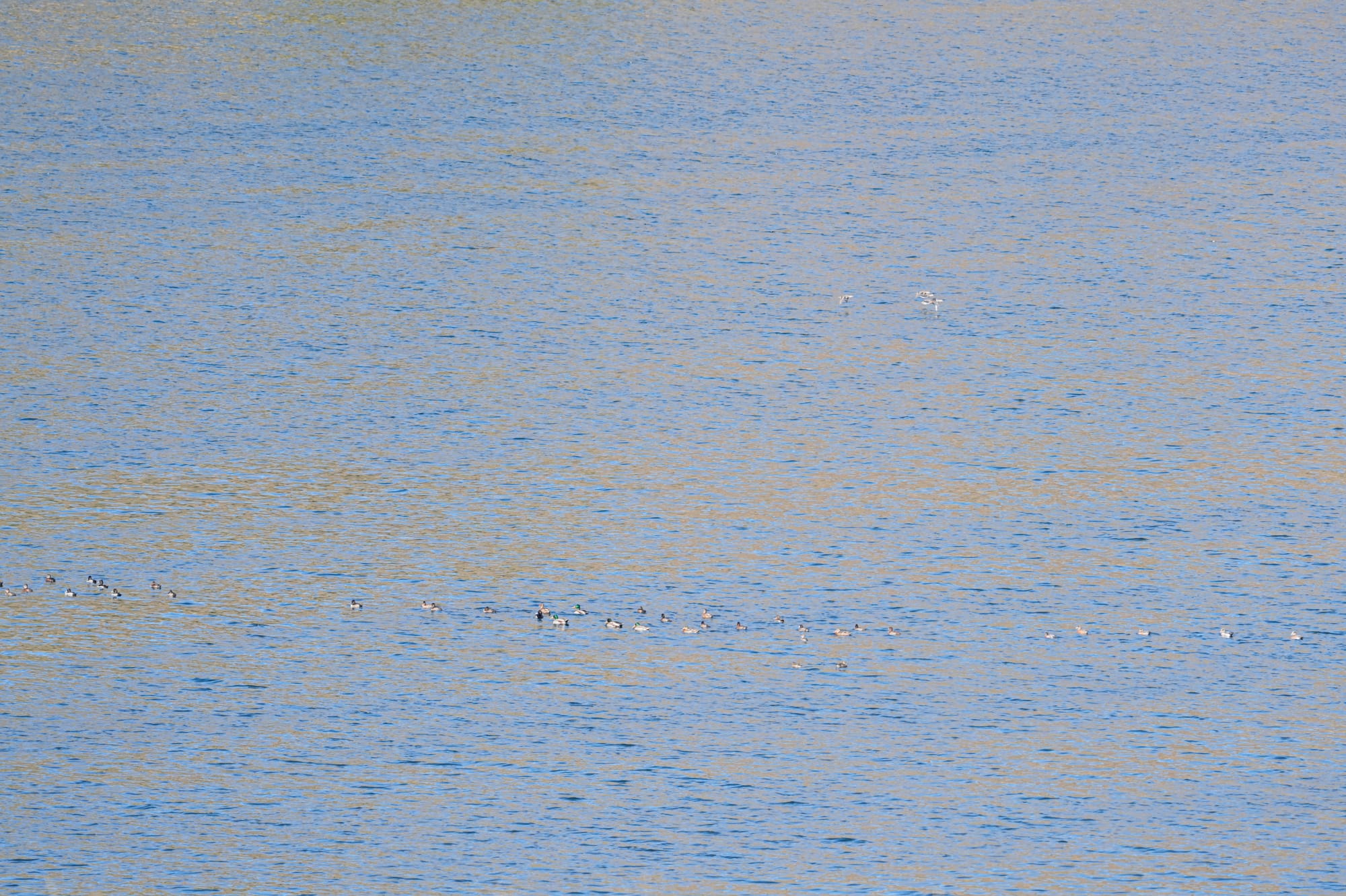Ducks on lake