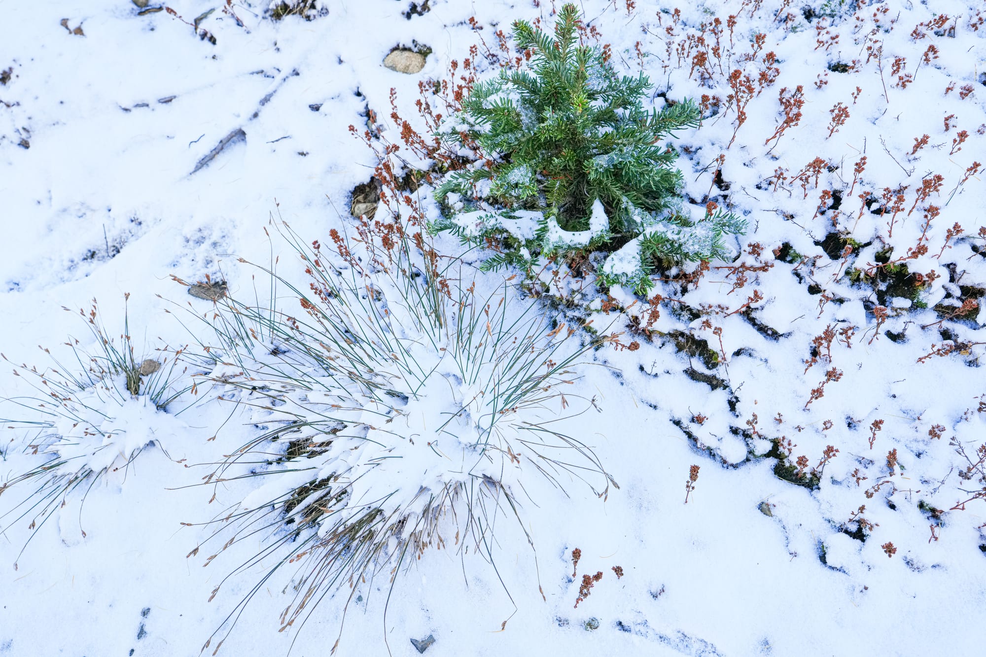 snow on ground