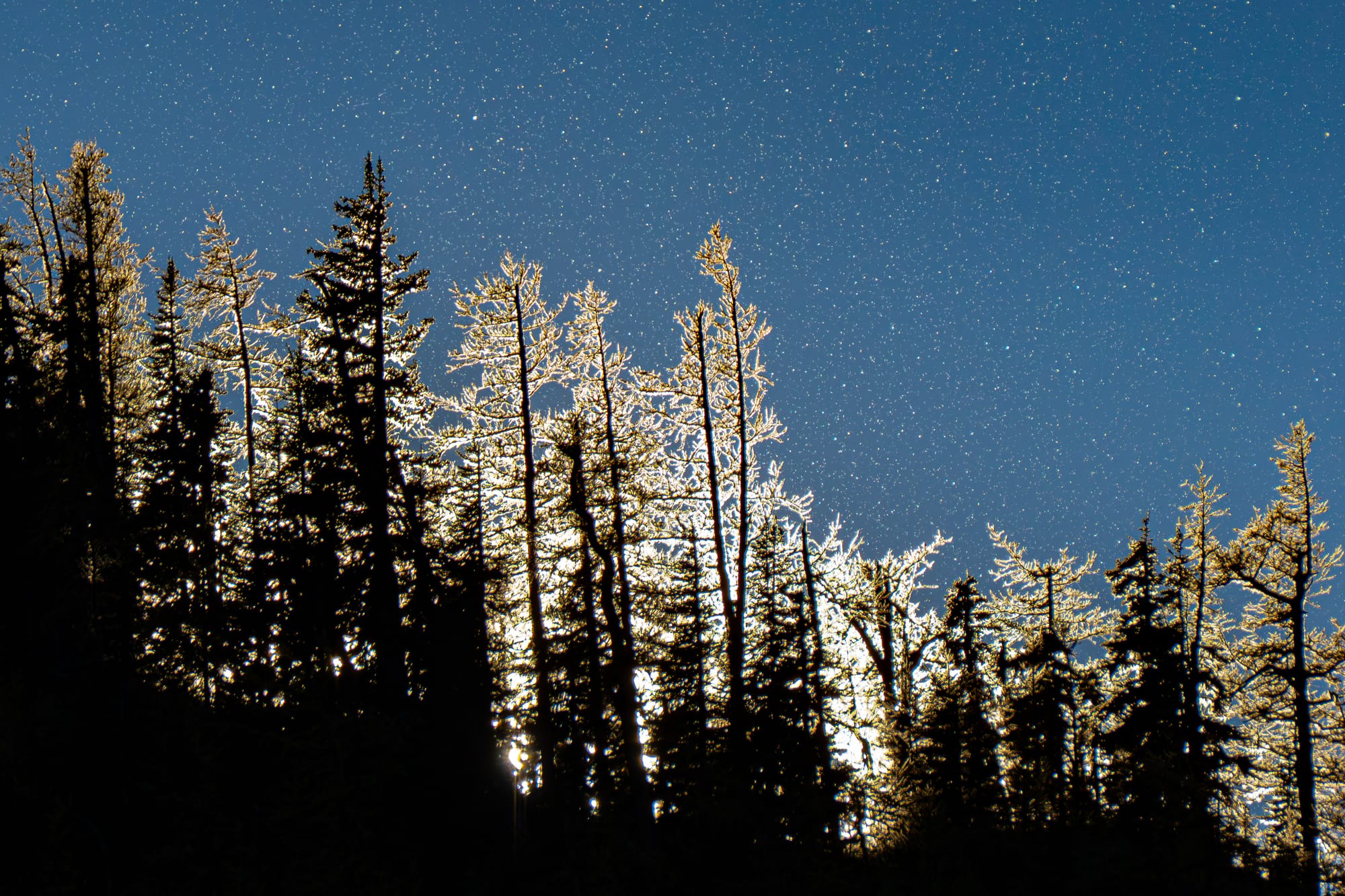 sunlight on larches