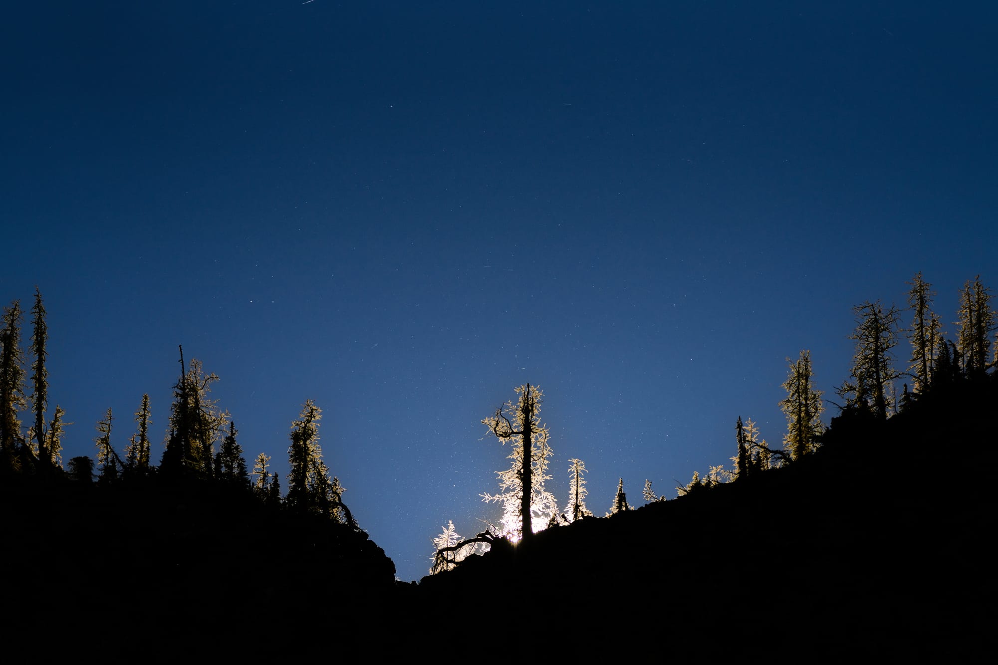 larches in sunlight