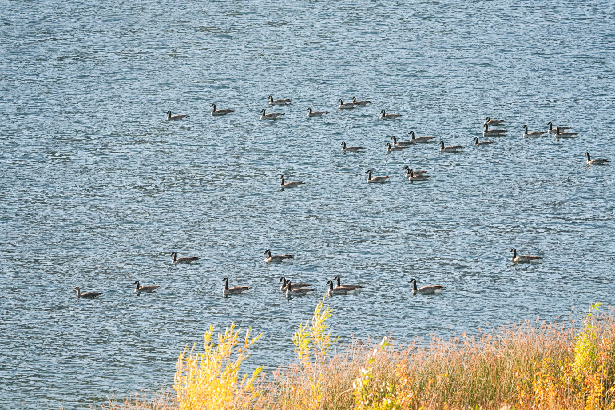 Cackling geese