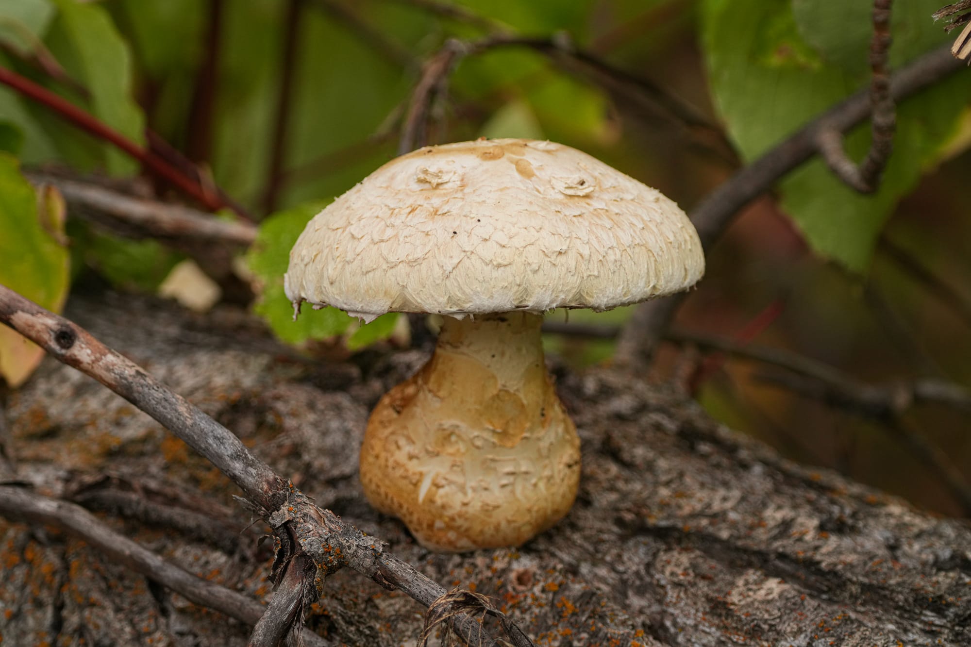 mushroom on log