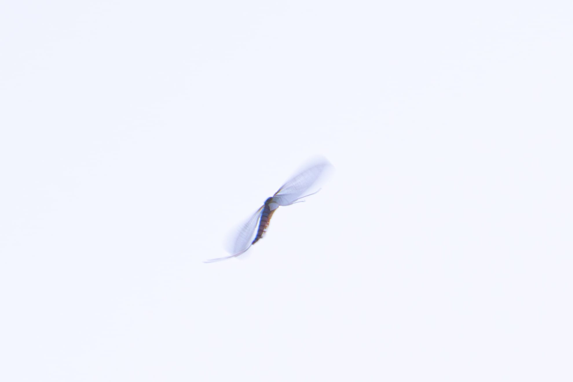 mayfly