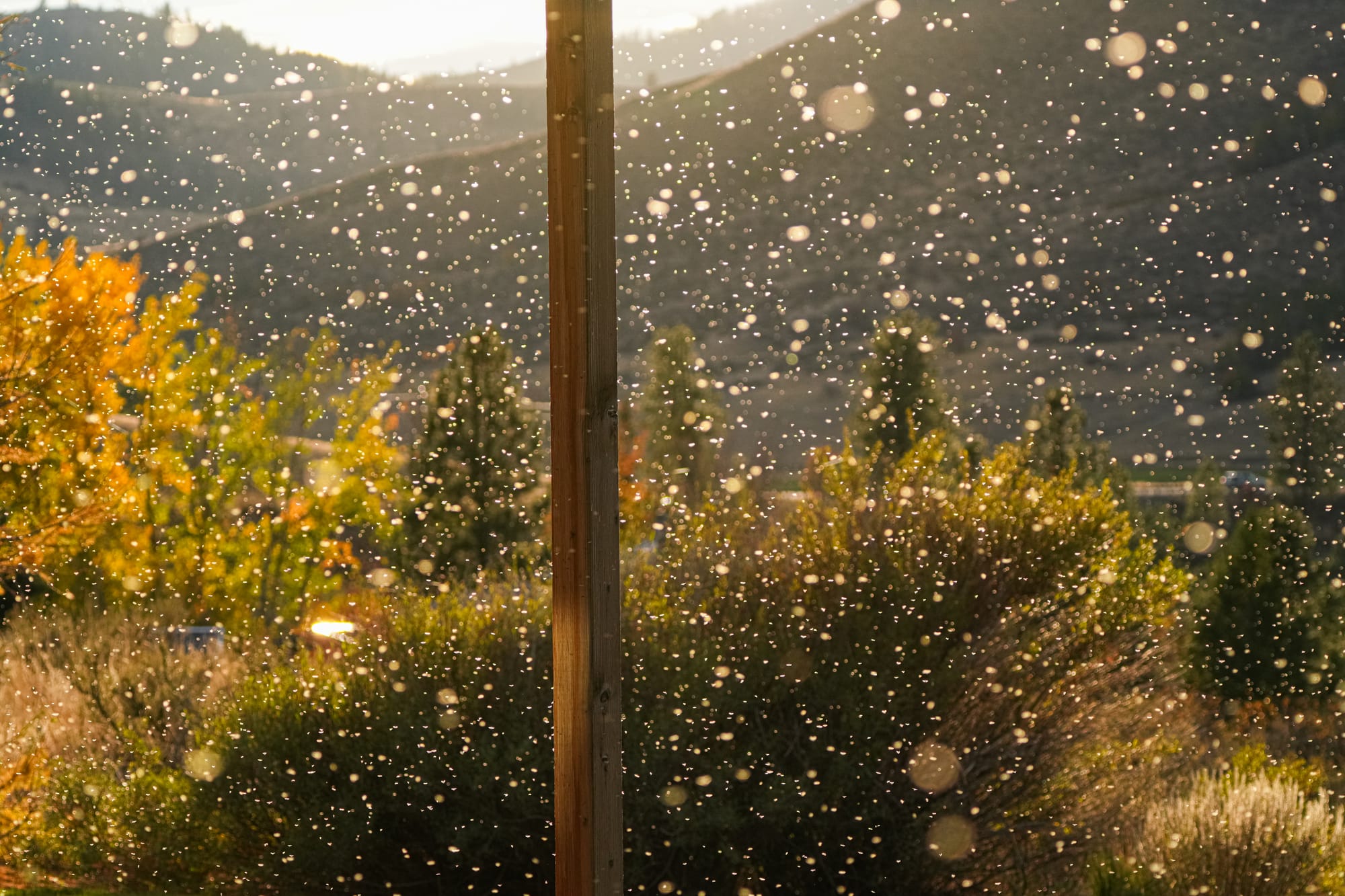 insect swarm