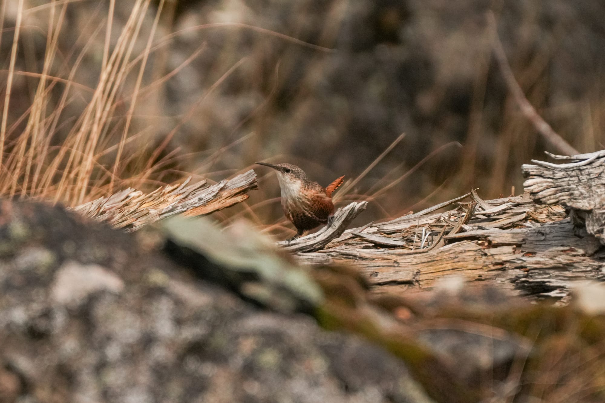canyon wren