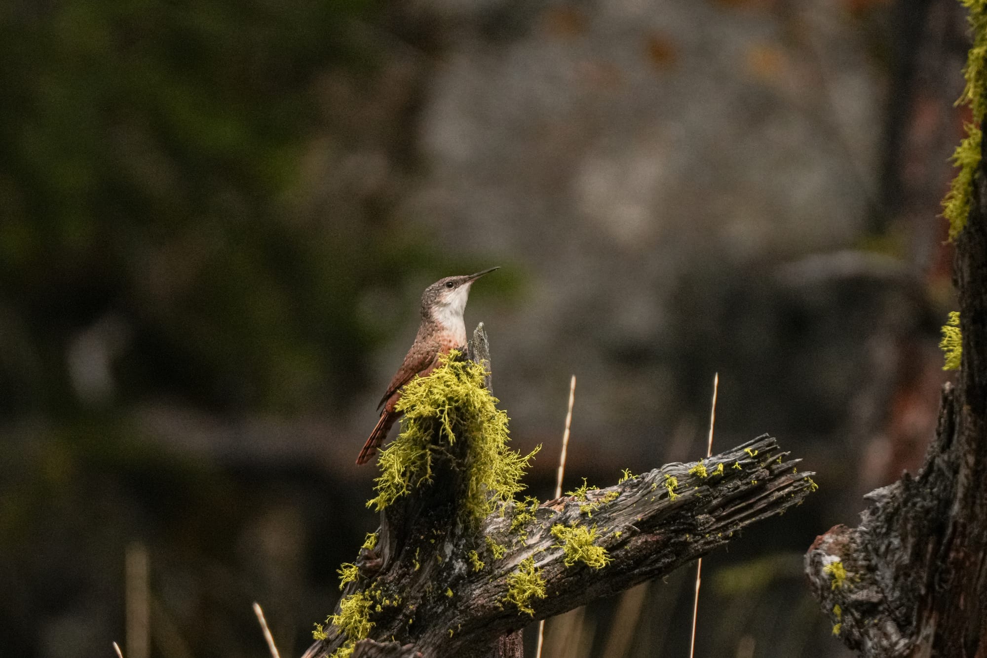 canyon wren