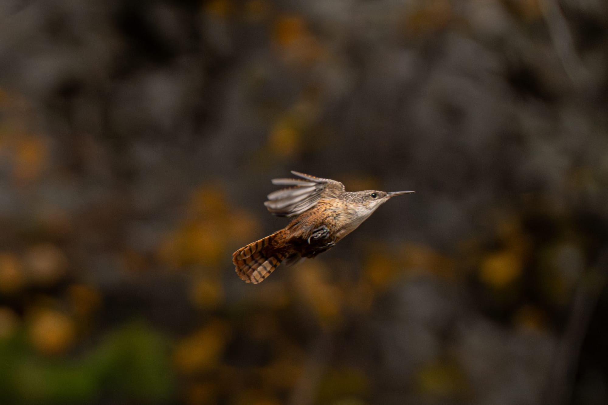 canyon wren
